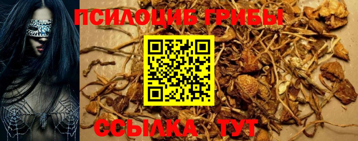 Псилоцибиновые грибы Cubensis Великие Луки
